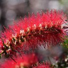 Callistemon Citrinus Lemon Crimson Bottlebrush 200 Seeds