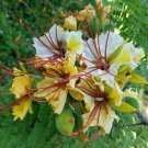 Delonix Elata White Poinciana Yellow Gul Mohur Creamy Peacock 5 Seeds