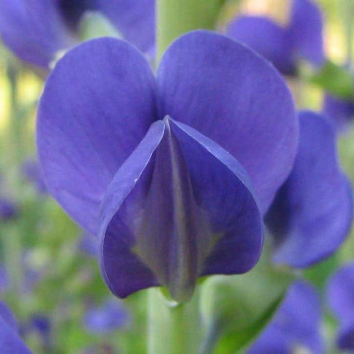 Baptisia Australis Blue Wild Indigo Rattleweed 5 Seeds