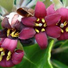 Pittosporum Crassifolium Karo Stiffleaf Cheesewood 10 Seeds