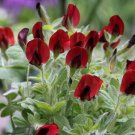 Tetragonolobus Purpureus Asparagus Square Podded Pea Winged Lotus 5 Seeds