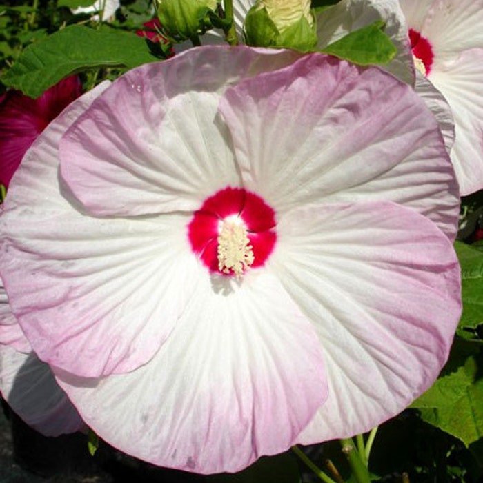 Hibiscus Moscheutos Luna Blush Rose Mallow 5 Seeds