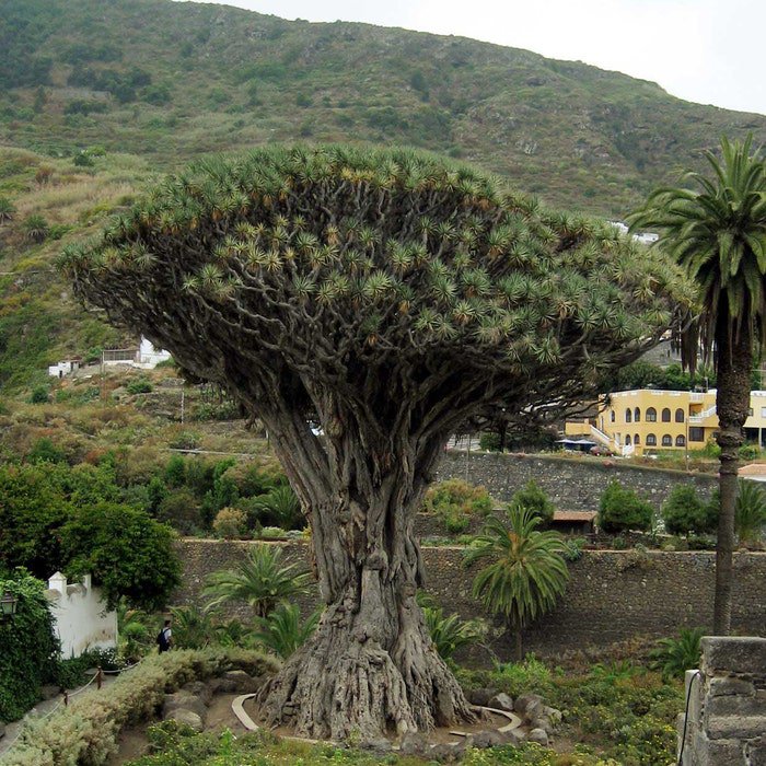Dracaena Draco Canary Islands Dragon Tree 5 Seeds