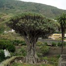 Dracaena Draco Canary Islands Dragon Tree 5 Seeds