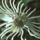 Passiflora Bryonioides Cupped Passion Flower 10 Seeds
