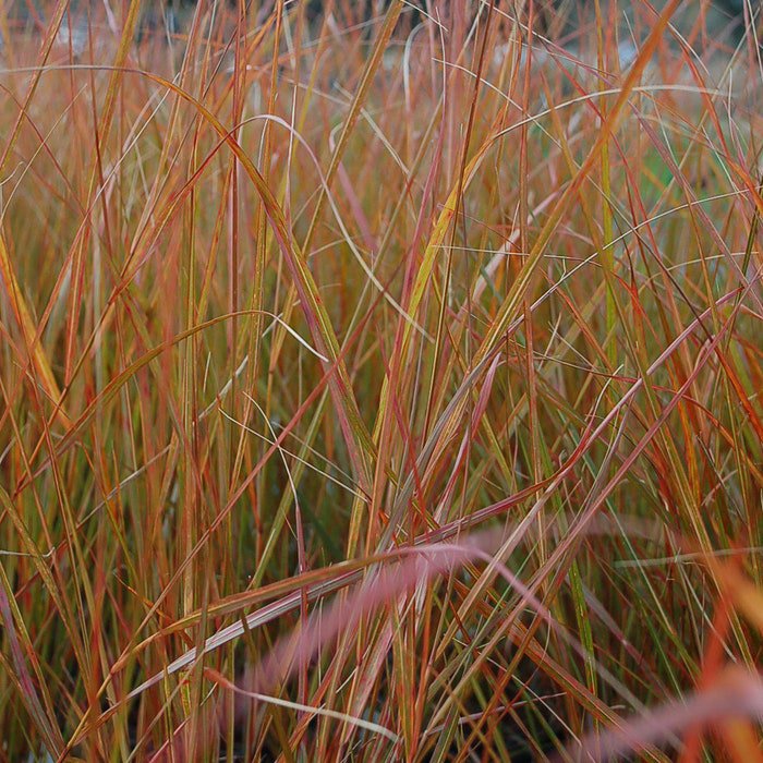 Anemanthele Lessoniana Stipa Arundinacea Feather & Hair Grass 100 Seeds