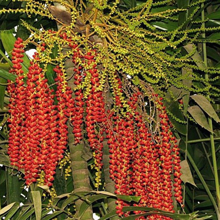 Ptychosperma Macarthurii Darwin & Macarthur Palm 5 Seeds