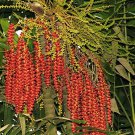 Ptychosperma Macarthurii Darwin & Macarthur Palm 5 Seeds
