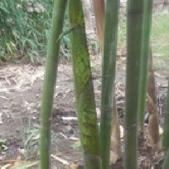 Dendrocalamus Longispathus Long Sheath & Clumping Edible Bamboo 20 Seeds