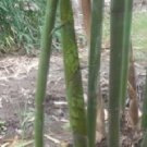 Dendrocalamus Longispathus Long Sheath & Clumping Edible Bamboo 20 Seeds