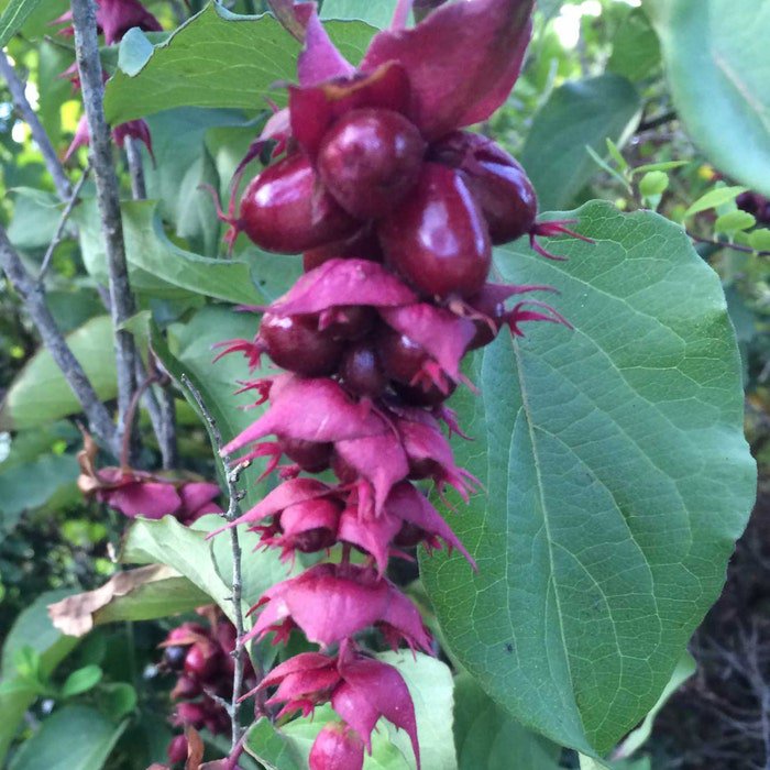 Leycesteria Formosa Himalayan Honeysuckle 50 Seeds