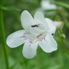 Penstemon Digitalis Talus Slope Beardtongue Foxglove 200 Seeds
