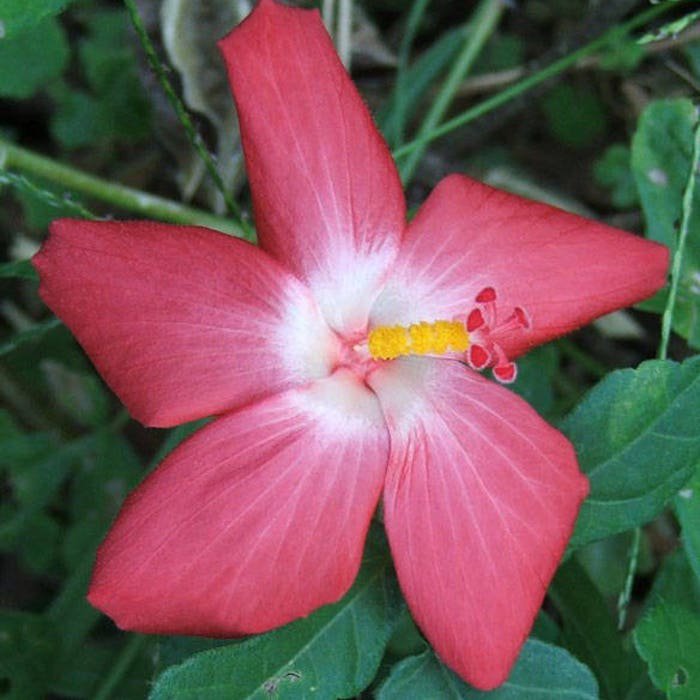 Abelmoschus Moschatus Abelmosk Ambrette Annual Hibiscus 20 Seeds