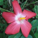 Abelmoschus Moschatus Abelmosk Ambrette Annual Hibiscus 20 Seeds