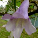 Paulownia Tomentosa Foxglove Empress Tree Kiri 100 Seeds