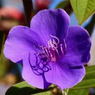 Tibouchina Urvilleana Glory Bush Lasiandra Princess Flower 1000 Seeds