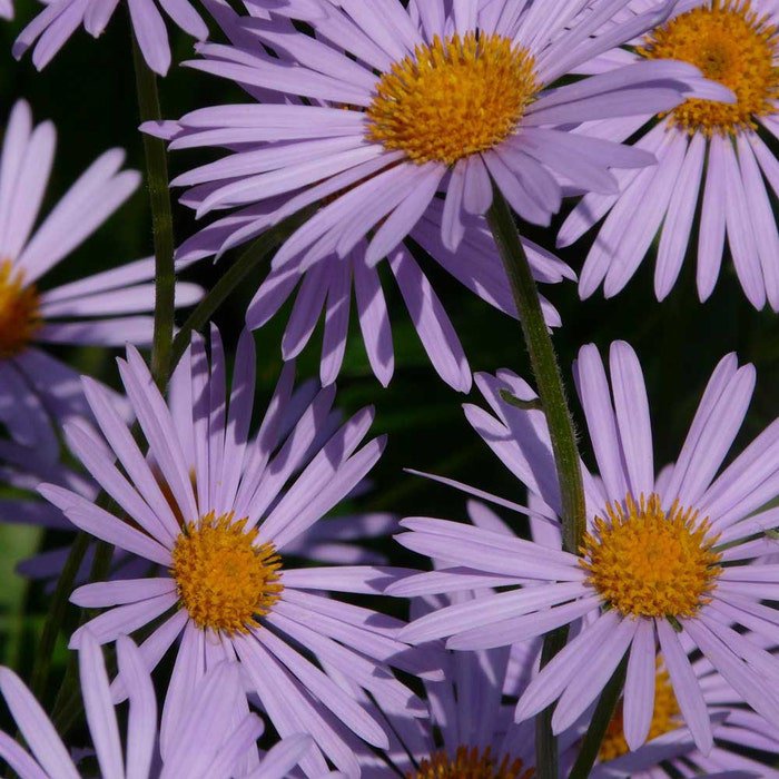Symphyotrichum Novae-Angliaenew England Hardy Aster 100 Seeds