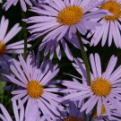 Symphyotrichum Novae-Angliaenew England Hardy Aster 100 Seeds