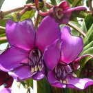 Meriania Nobilis Amaraboyo 20 Seeds