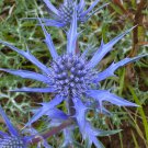 Eryngium Planum Sea Holly 20 Seeds