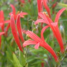 Anisacanthus Quadrifidus Hummingbird Flame Acanthus 5 Seeds