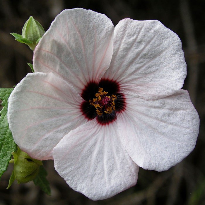 Pavonia Hastata Spearleaf Swampmallow Pale Texas Rosemallow 10 Seeds