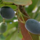 Elaeocarpus Floribundus Indian Olive Jalpai 5 Seeds