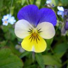 Viola Tricolor Helen Mount Johnny Jump Up Heartsease 200 Seeds