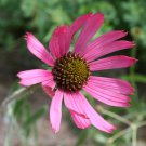 Echinacea Tennesseensis Tennessee Coneflower 20 Seeds
