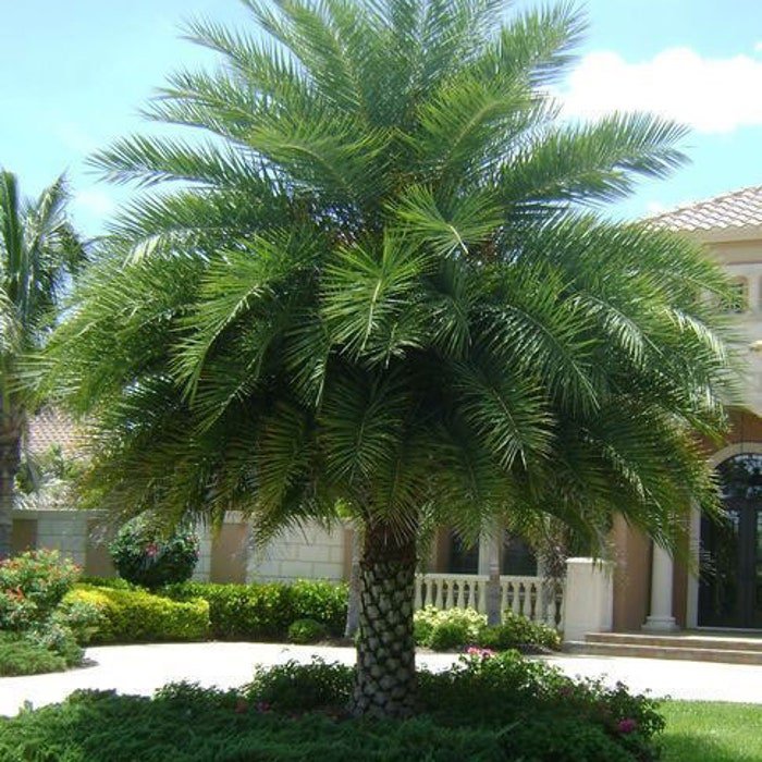 Phoenix Sylvestris India Date Palm 5 Seeds