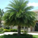 Phoenix Sylvestris India Date Palm 5 Seeds