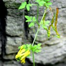 Dactylicapnos Torulosa Dicentra Chinese Climbing Bleeding Heart 10 Seeds