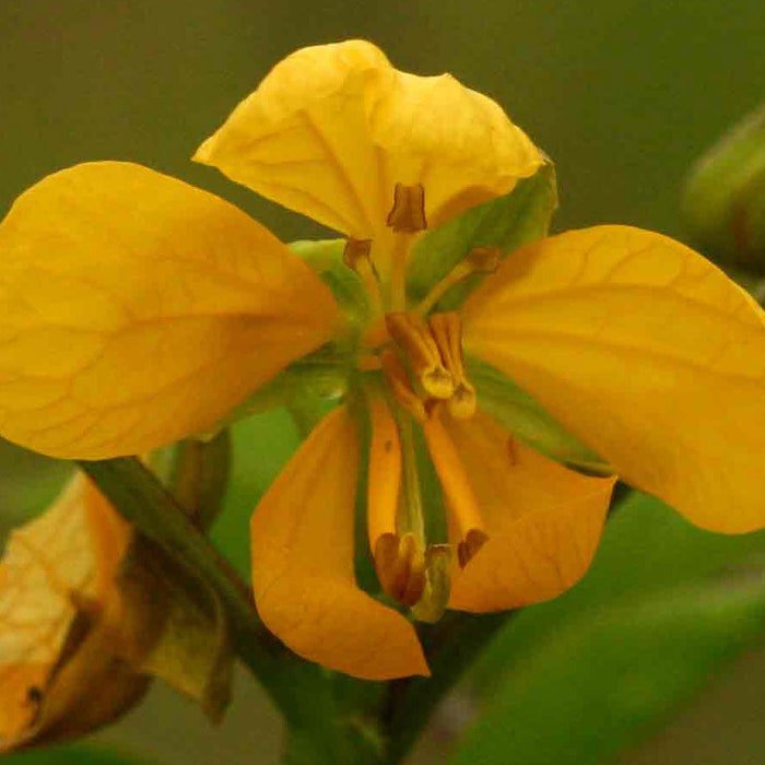 Senna Occidentalis Coffee Senna Stinking Weed 50 Seeds
