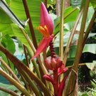 Musa Velutina Markkuana 10 Seeds