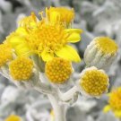 Artemisia Stelleriana Dusty Miller Beach Sage Oldwoman 20 Seeds