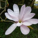 Magnolia X Loebneri Loebner & Saucer Magnolia Leonard Messel 10 Seeds