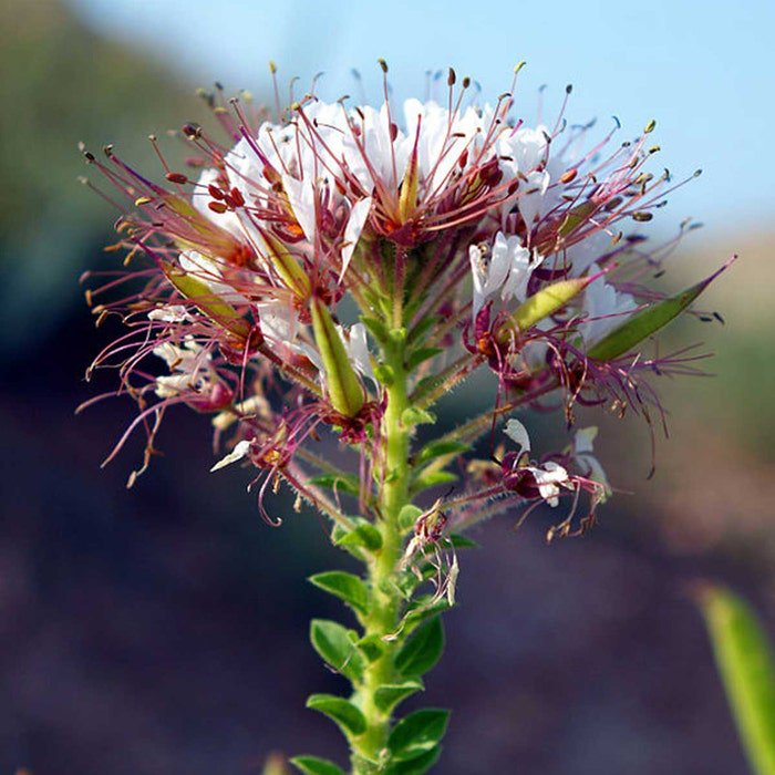 Polanisia Dodecandra Dwarf Cleome Clammy Weed 50 Seeds