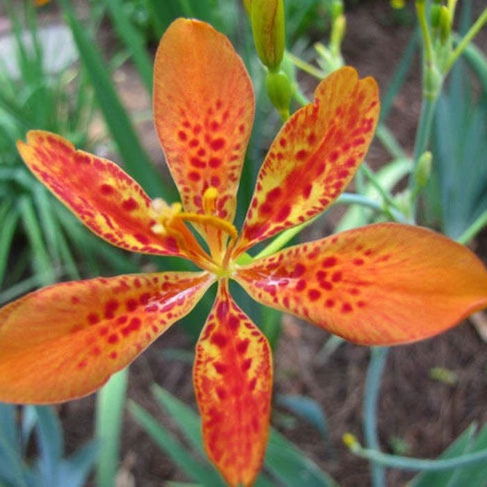 Iris Domestica Blackberry Lily 10 Seeds