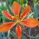 Iris Domestica Blackberry Lily 10 Seeds