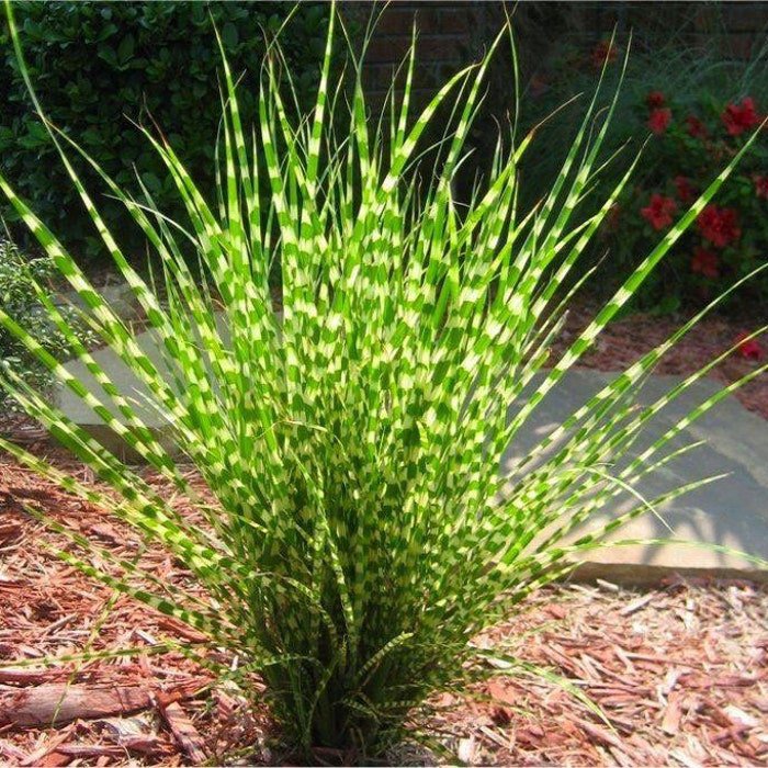 Miscanthus Sinensis Zebrinus Zebra Grass 10 Seeds