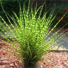 Miscanthus Sinensis Zebrinus Zebra Grass 10 Seeds