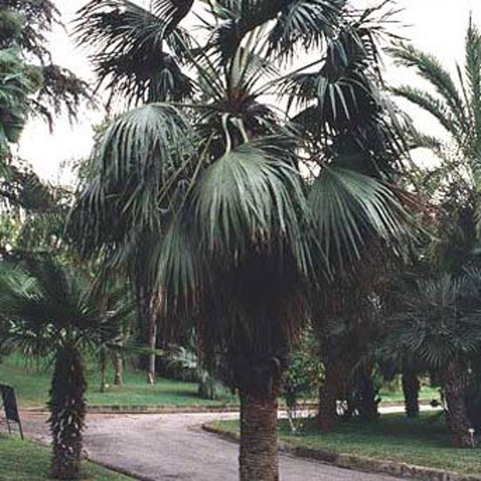 Brahea Dulcis Apak Blue Rock Desert Sombrero Palm 10 Seeds