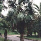 Brahea Dulcis Apak Blue Rock Desert Sombrero Palm 10 Seeds