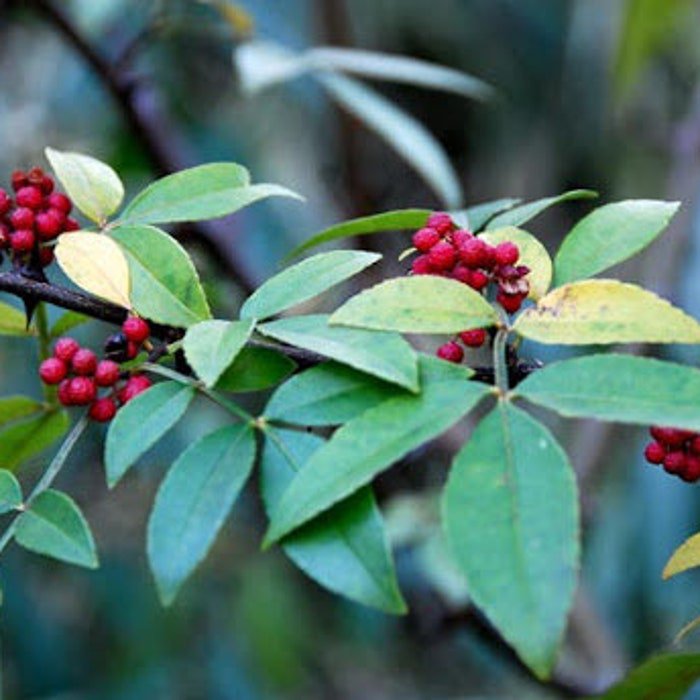Zanthoxylum Planispinum Winged Prickly Ash Bamboo-Leaf 10 Seeds