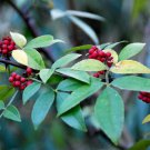 Zanthoxylum Planispinum Winged Prickly Ash Bamboo-Leaf 10 Seeds