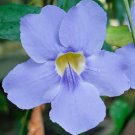 Ipomoea Indica Morning Glory Blue Dawnflower Oceanblue 10 Seeds
