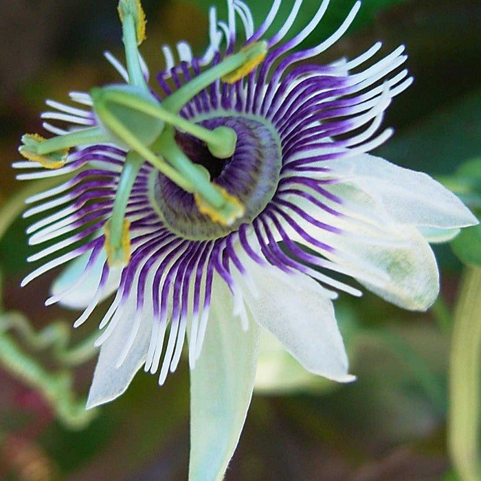 Passiflora Morifolia Woodland Passion Flower Blue Sweet Calabash 5 Seeds