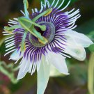 Passiflora Morifolia Woodland Passion Flower Blue Sweet Calabash 5 Seeds