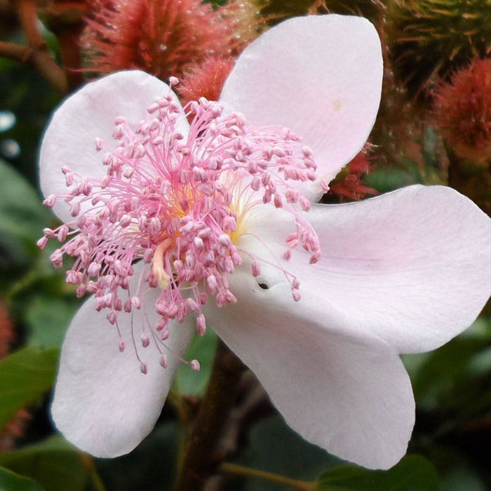 Bixa Orellana Achiote Lipstick Tree Urucum Colorau 20 Seeds