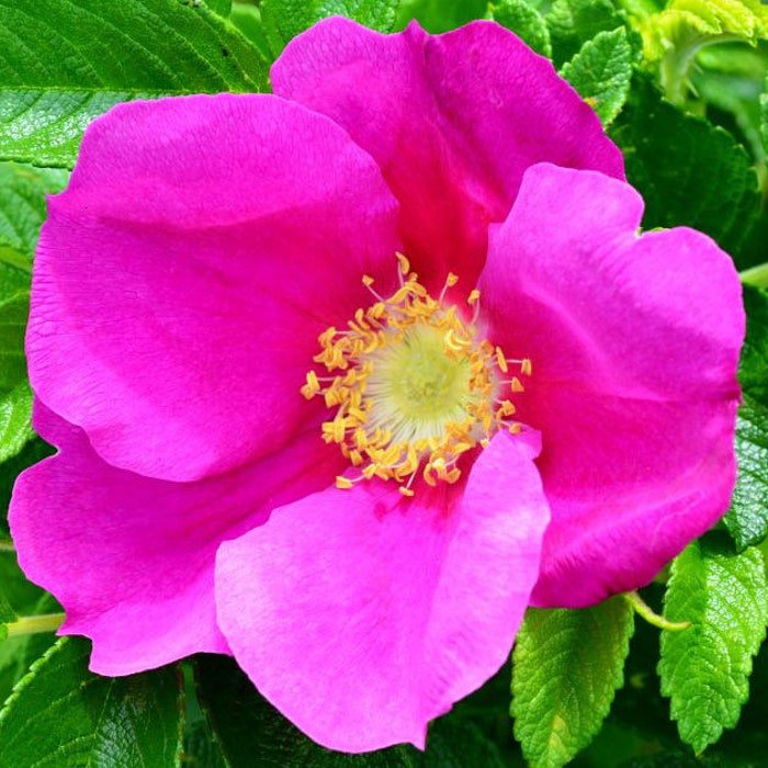 Rosa Rugosa Rubra Red Japanese Rose 5 Seeds